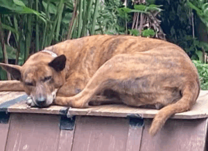 沖縄ワールドの琉球犬